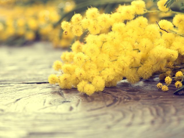 Offre-Mimosa